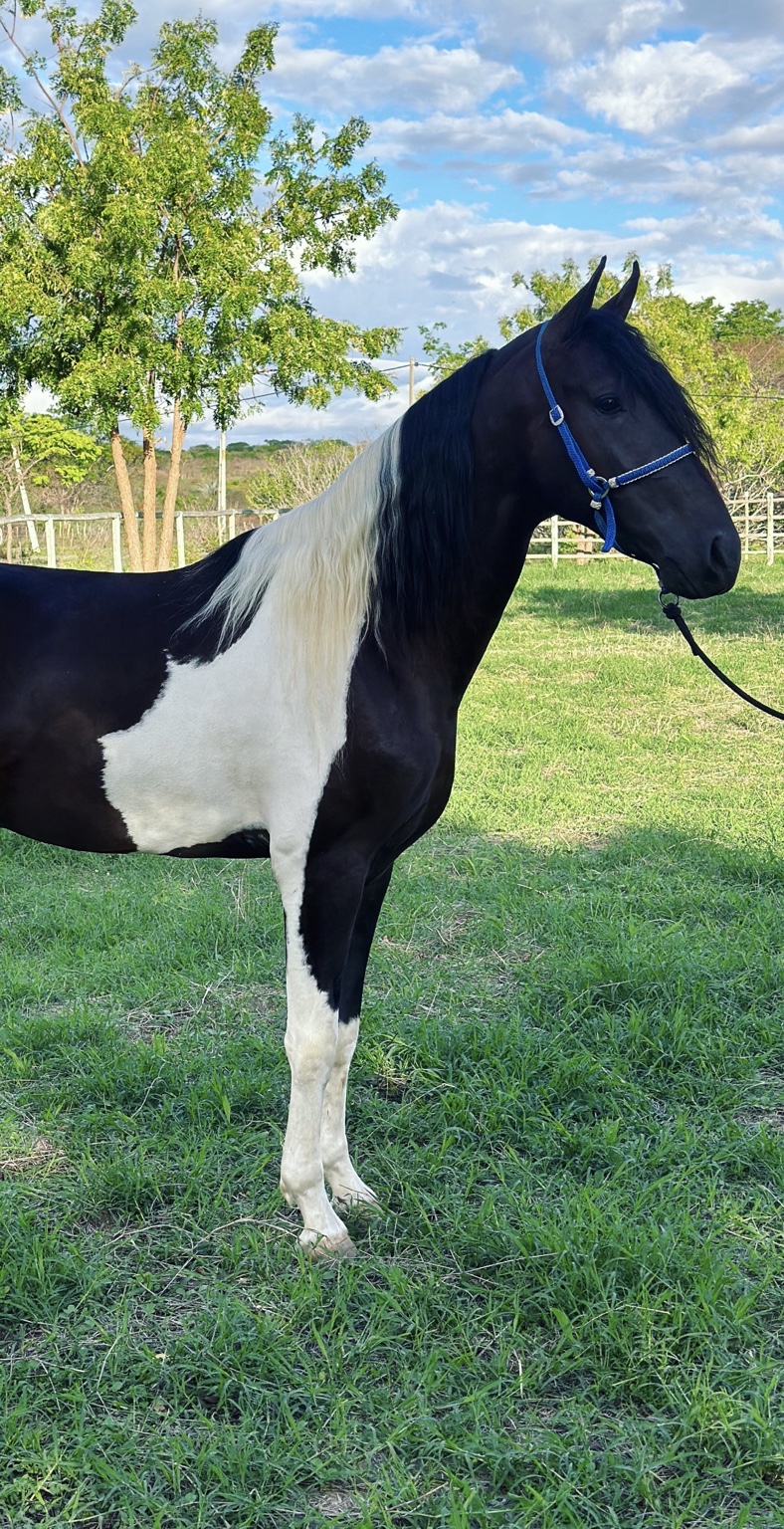 Cavalo Mangalarga Marchador do Haras TI