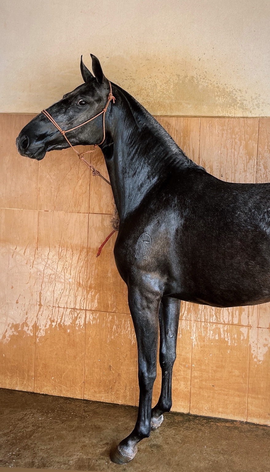 Cavalo Mangalarga Marchador do Haras TI
