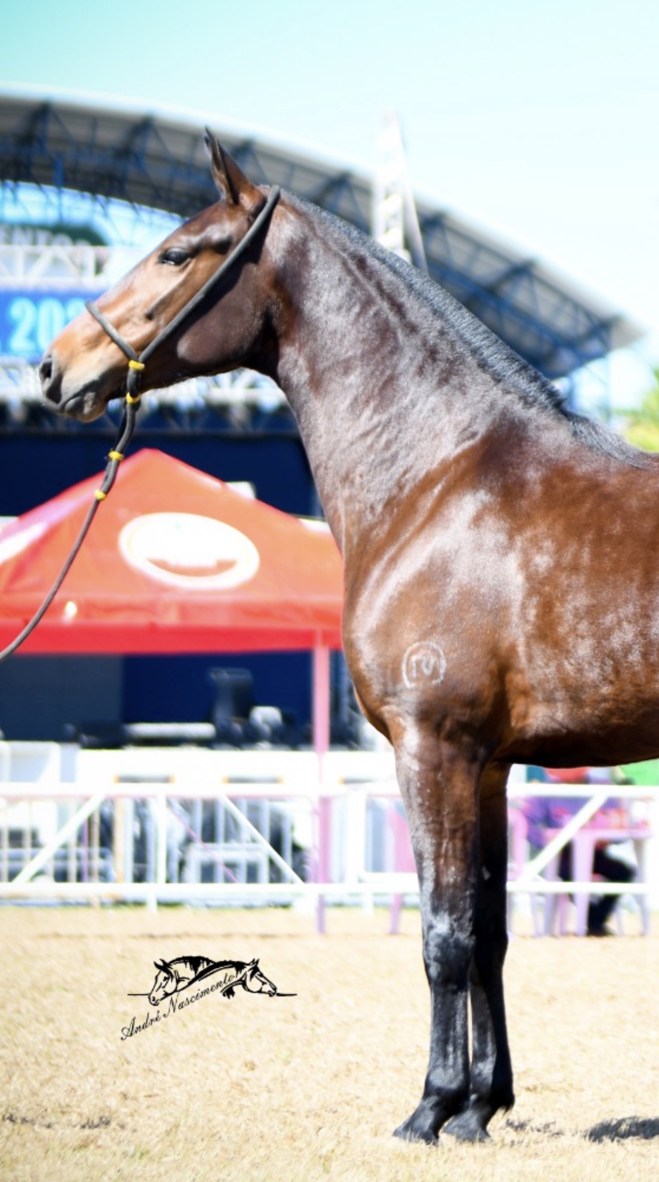 Cavalo Mangalarga Marchador do Haras TI